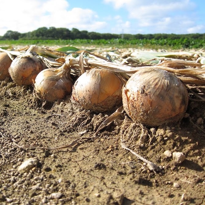 北海道知床カレー 知床玉ねぎとエゾシカ肉のキーマカレー 中辛 130g
